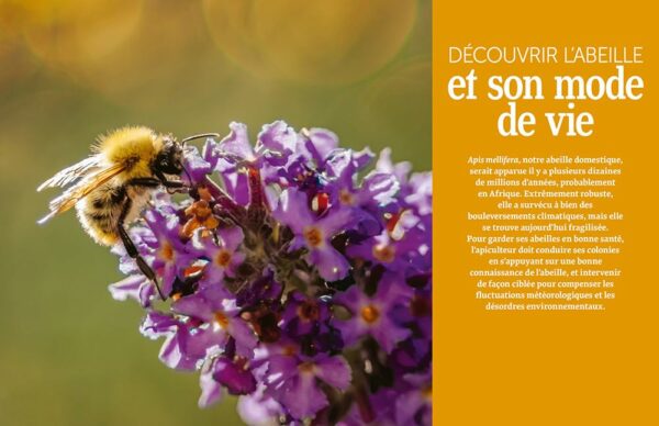 Installer un premier rucher - Pratiquer une apiculture respectueuse du bien-être des abeilles avec la ruche basse consommation – Image 5
