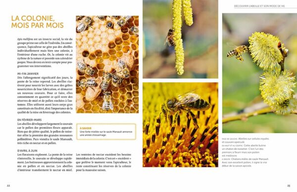 Installer un premier rucher - Pratiquer une apiculture respectueuse du bien-être des abeilles avec la ruche basse consommation – Image 2