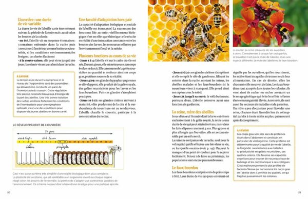 Installer un premier rucher - Pratiquer une apiculture respectueuse du bien-être des abeilles avec la ruche basse consommation – Image 3